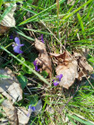 Fotogalerie z projektu: ,,Festivals, traditions and customs celebrated by children in spring"